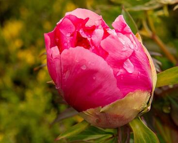 Pivoňka dřevitá 'Light Red'