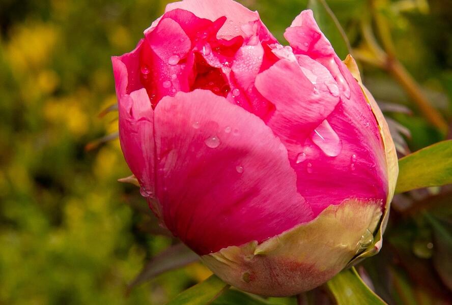 Pivoňka dřevitá 'Light Red' - Paeonia suffruticosa 'Light Red'
