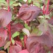 Svída bílá 'Baton Rouge' - Cornus alba 'Baton Rouge'