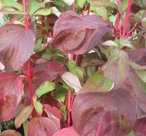 Svída bílá 'Baton Rouge' - Cornus alba 'Baton Rouge'