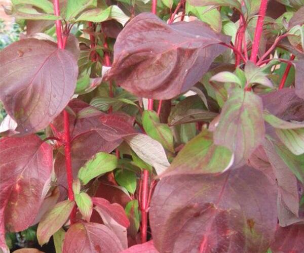 Svída bílá 'Baton Rouge' - Cornus alba 'Baton Rouge'