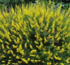 Čilimník černající - Cytisus nigricans