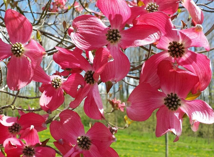 Dřín květnatý 'Royal Red' - Cornus florida 'Royal Red'