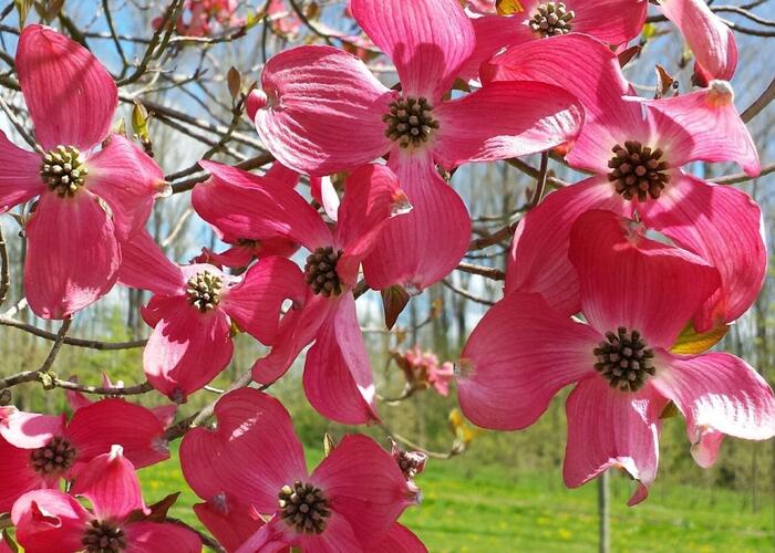 Dřín květnatý 'Royal Red' - Cornus florida 'Royal Red'