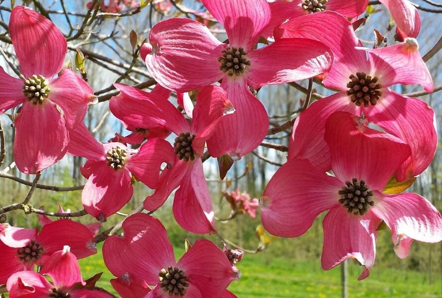 Dřín květnatý 'Royal Red' - Cornus florida 'Royal Red'