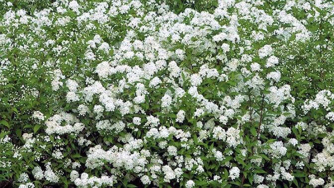 Tavolník japonský 'Inez' - Spiraea japonica 'Inez'