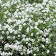 Tavolník japonský 'Inez' - Spiraea japonica 'Inez'