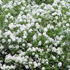 Tavolník japonský 'Inez' - Spiraea japonica 'Inez'