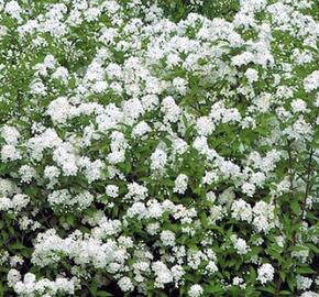 Tavolník japonský 'Inez' - Spiraea japonica 'Inez'