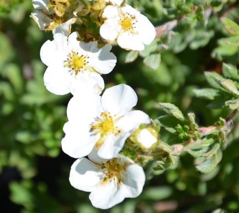 Mochna křovitá 'Bella Bianca' - Potentilla fruticosa 'Bella Bianca'