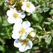 Mochna křovitá 'Bella Bianca' - Potentilla fruticosa 'Bella Bianca'