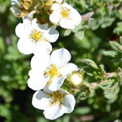 Mochna křovitá 'Bella Bianca' - Potentilla fruticosa 'Bella Bianca'