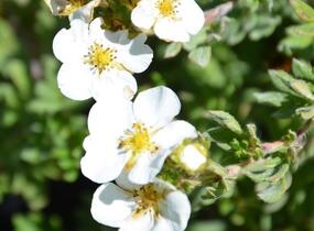 Mochna křovitá 'Bella Bianca' - Potentilla fruticosa 'Bella Bianca'