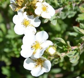 Mochna křovitá 'Bella Bianca' - Potentilla fruticosa 'Bella Bianca'