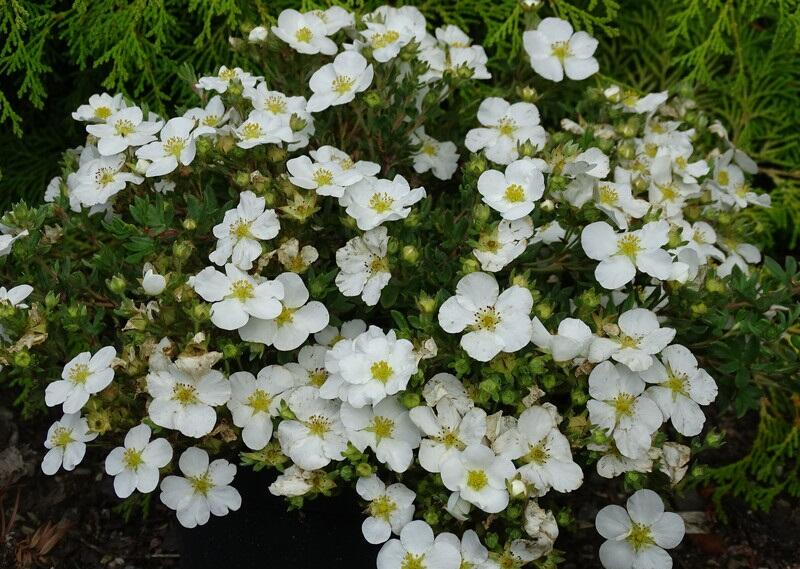 Mochna křovitá 'Bella Bianca' - Potentilla fruticosa 'Bella Bianca'