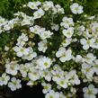 Mochna křovitá 'Bella Bianca' - Potentilla fruticosa 'Bella Bianca'