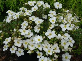 Mochna křovitá 'Bella Bianca' - Potentilla fruticosa 'Bella Bianca'