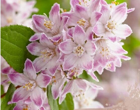 Trojpuk 'Raspberry Sundae' - Deutzia 'Raspberry Sundae'