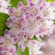 Trojpuk 'Raspberry Sundae' - Deutzia 'Raspberry Sundae'