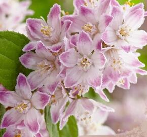 Trojpuk 'Raspberry Sundae' - Deutzia 'Raspberry Sundae'