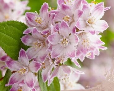 Trojpuk 'Raspberry Sundae'