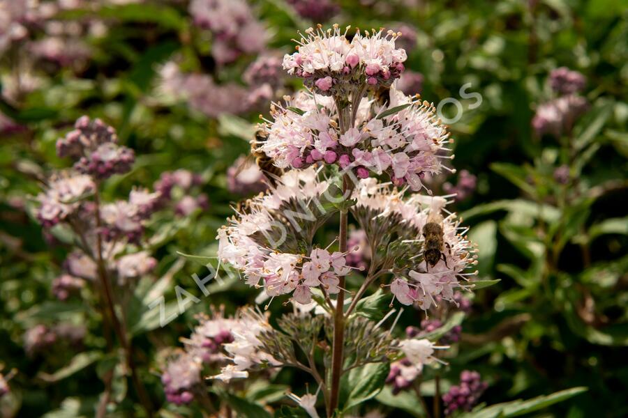 Ořechokřídlec clandonský 'Stephi' - Caryopteris clandonensis 'Stephi'