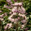 Ořechokřídlec clandonský 'Stephi' - Caryopteris clandonensis 'Stephi'