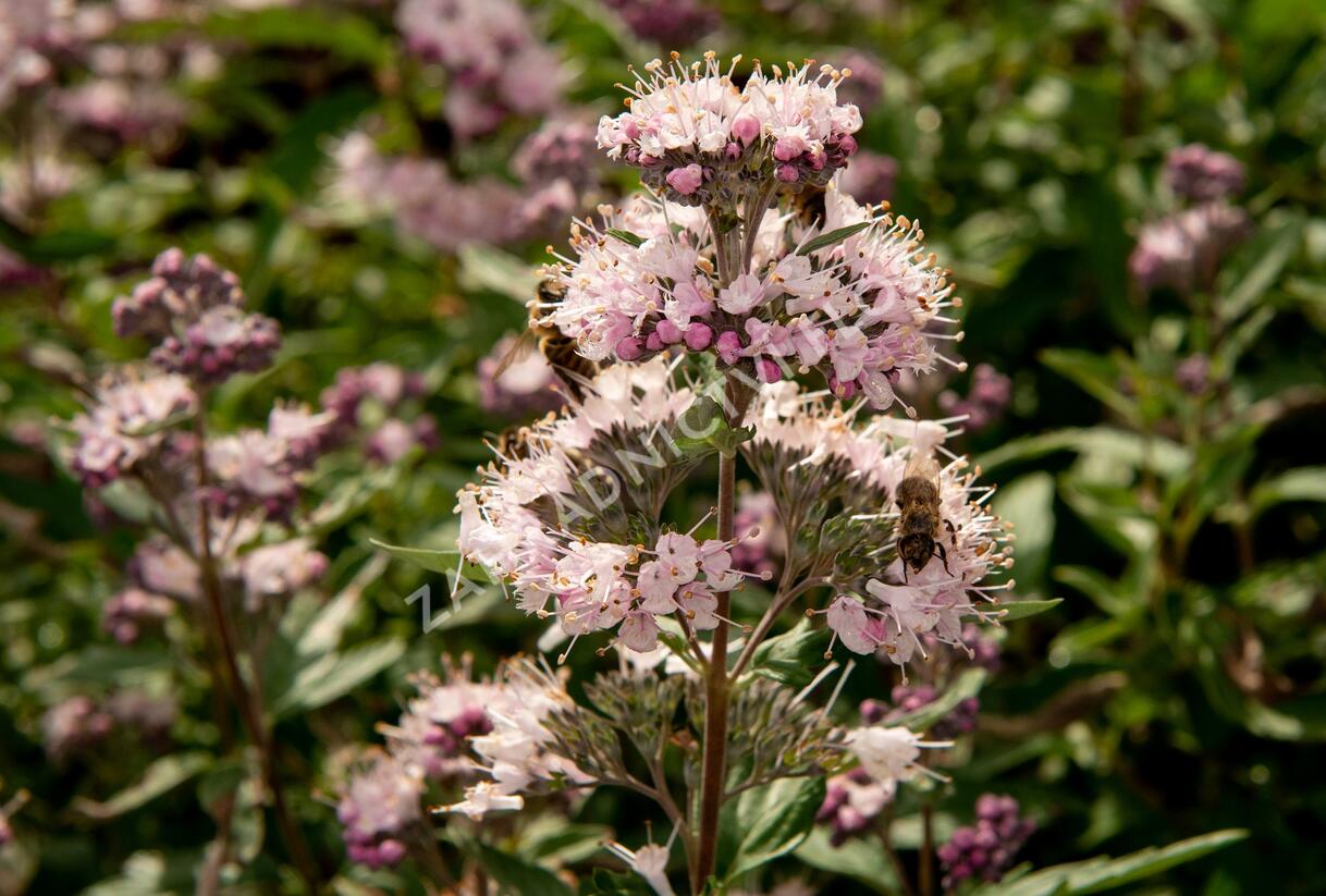 Ořechokřídlec clandonský 'Stephi' - Caryopteris clandonensis 'Stephi'