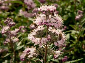Ořechokřídlec clandonský 'Stephi' - Caryopteris clandonensis 'Stephi'