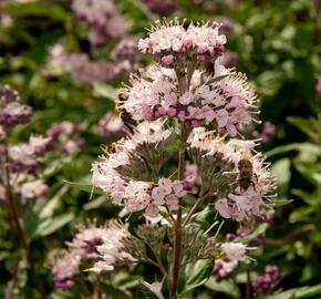 Ořechokřídlec clandonský 'Stephi' - Caryopteris clandonensis 'Stephi'