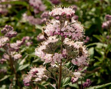 Ořechokřídlec clandonský 'Stephi'