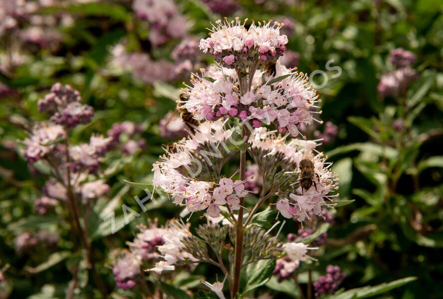 Ořechokřídlec clandonský 'Stephi' - Caryopteris clandonensis 'Stephi'