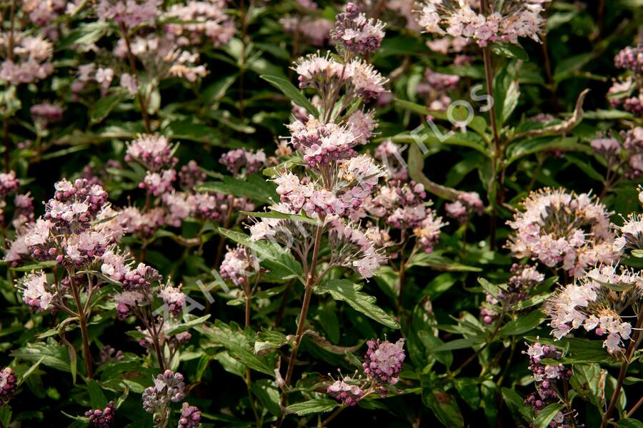 Ořechokřídlec clandonský 'Stephi' - Caryopteris clandonensis 'Stephi'