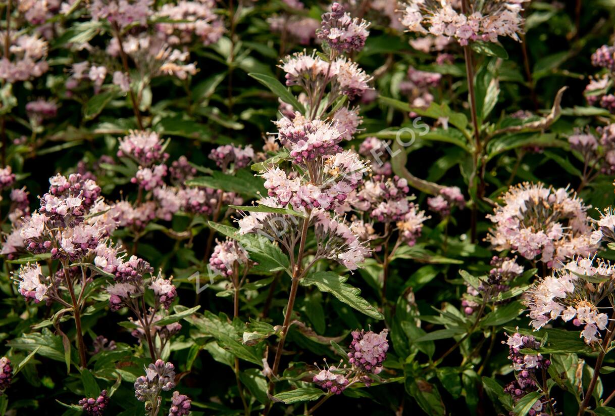 Ořechokřídlec clandonský 'Stephi' - Caryopteris clandonensis 'Stephi'