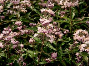 Ořechokřídlec clandonský 'Stephi' - Caryopteris clandonensis 'Stephi'