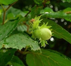 Líska obecná 'Webbs' - Corylus avellana 'Webbs'