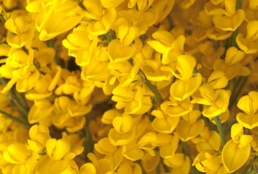 Čilimník - Cytisus