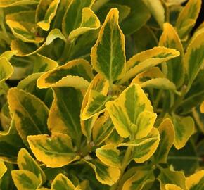 Brslen japonský 'Luna' - Euonymus japonicus 'Luna'