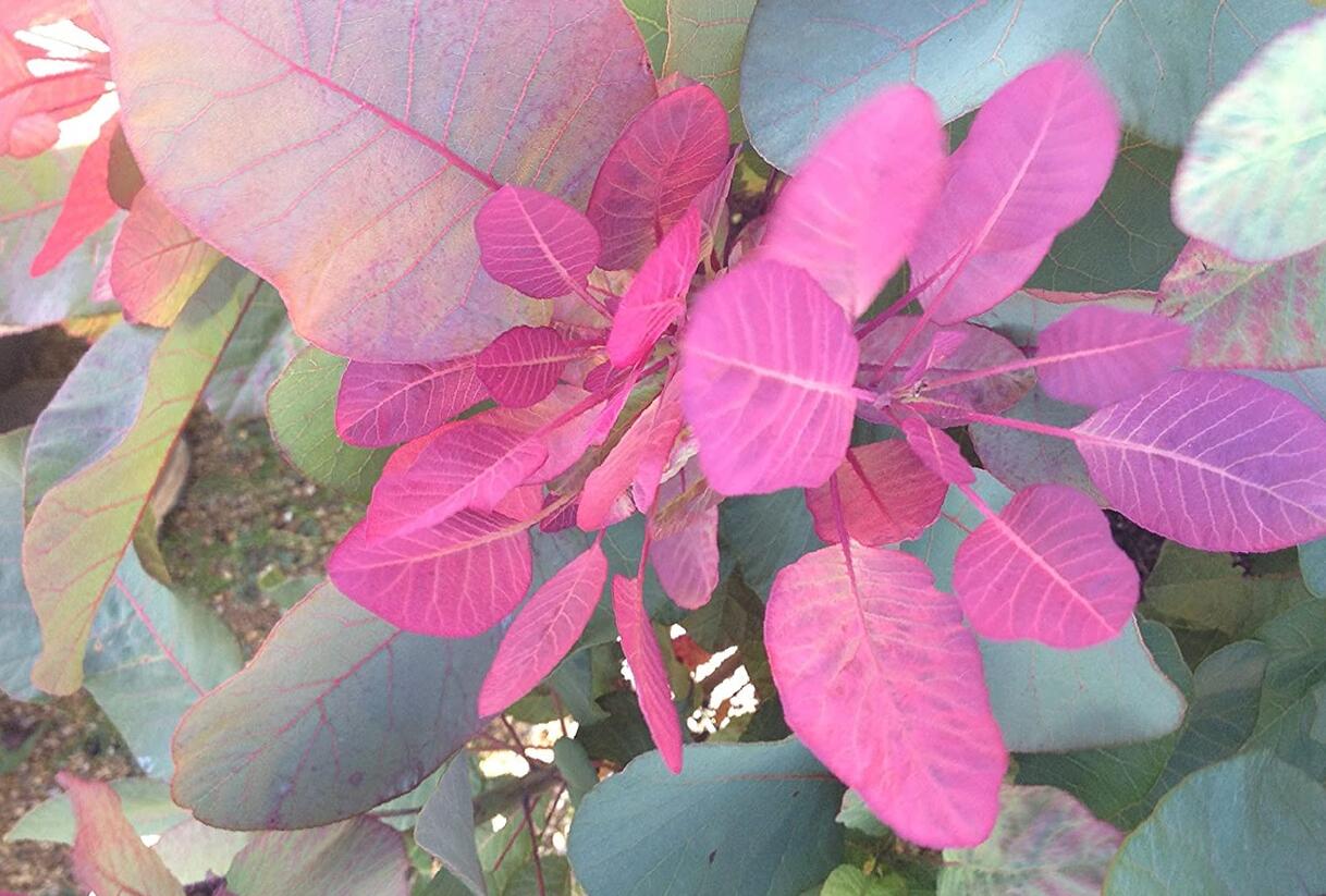 Ruj vlasatá 'Old Fashioned' - Cotinus coggygria 'Old Fashioned'