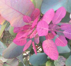 Ruj vlasatá 'Old Fashioned' - Cotinus coggygria 'Old Fashioned'