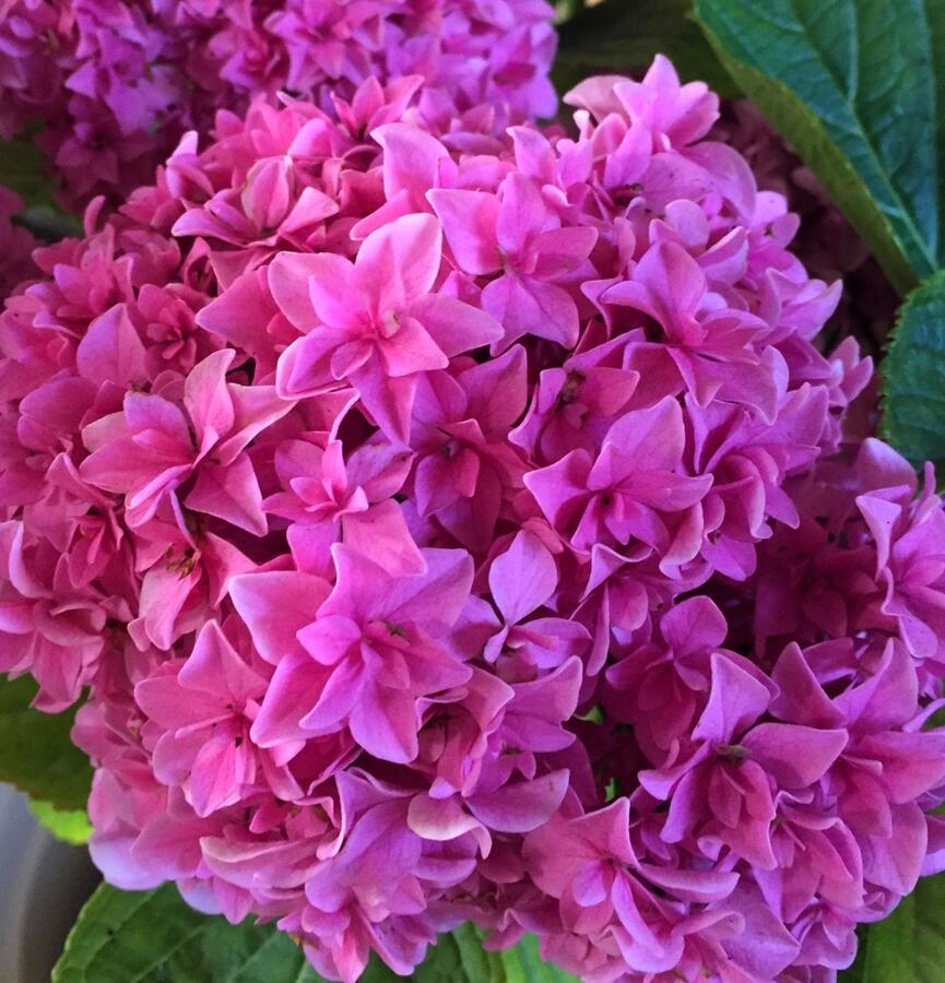 Hortenzie velkolistá 'You & Me Perfection' - Hydrangea macrophylla 'You & Me Perfection'