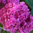 Hortenzie velkolistá 'You & Me Perfection' - Hydrangea macrophylla 'You & Me Perfection'