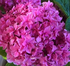 Hortenzie velkolistá 'You & Me Perfection'
