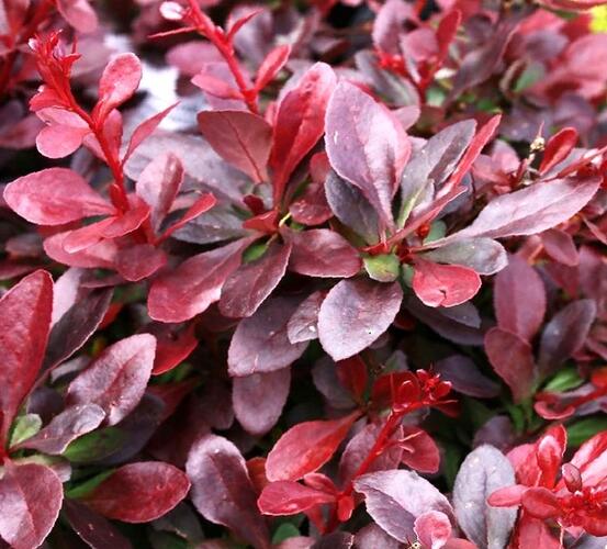 Dřišťál obecný - Berberis vulgaris 'Atropurpurea'