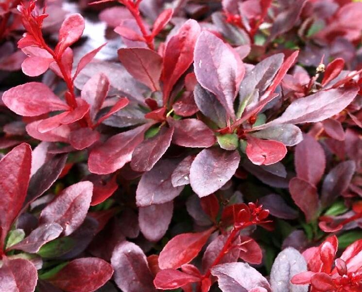 Dřišťál obecný - Berberis vulgaris 'Atropurpurea'
