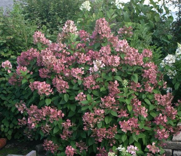 Hortenzie latnatá 'Pink Queen' - Hydrangea paniculata 'Pink Queen'