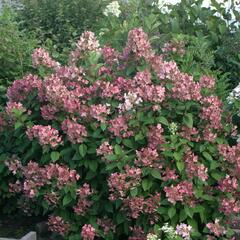 Hortenzie latnatá 'Pink Queen' - Hydrangea paniculata 'Pink Queen'