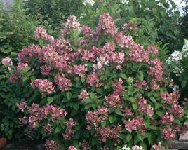 Hortenzie latnatá 'Pink Queen'