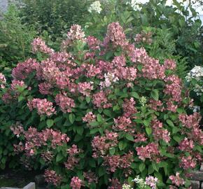 Hortenzie latnatá 'Pink Queen' - Hydrangea paniculata 'Pink Queen'