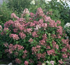 Hortenzie latnatá 'Pink Queen' - Hydrangea paniculata 'Pink Queen'